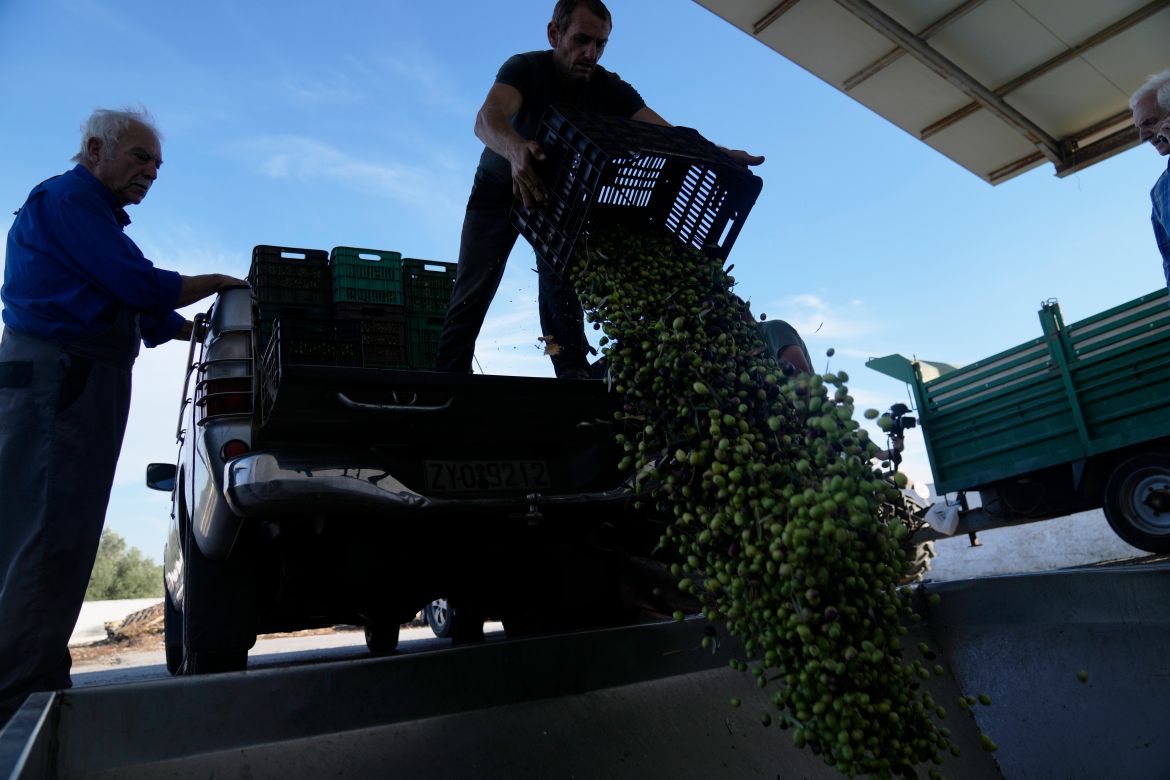 A worker unloads olives into a loading bin as others look on at an olive oil mill in Spata suburb, east of Athens, Greece.