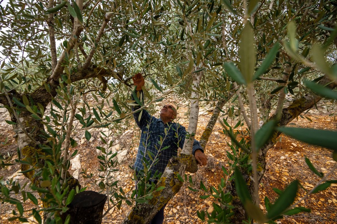 Abdallah Quteish, a retired school principal, checks his olive orchard in the southern village of Houla, near the border with Israel, Lebanon.