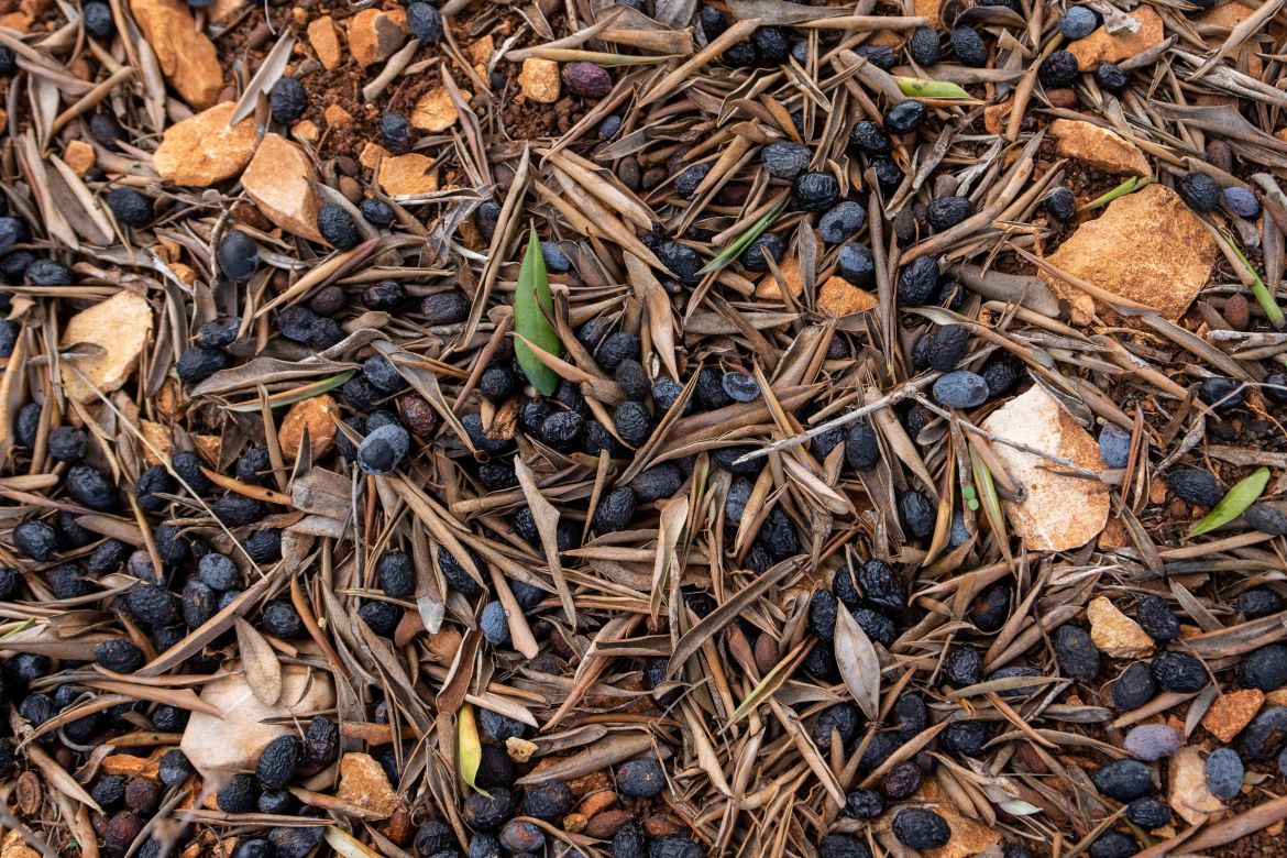 Fallen olives lie on the ground of an olive orchard belonging to Abdallah Quteish, a retired school principal, in the southern village of Houla, near the border with Israel, Lebanon.
