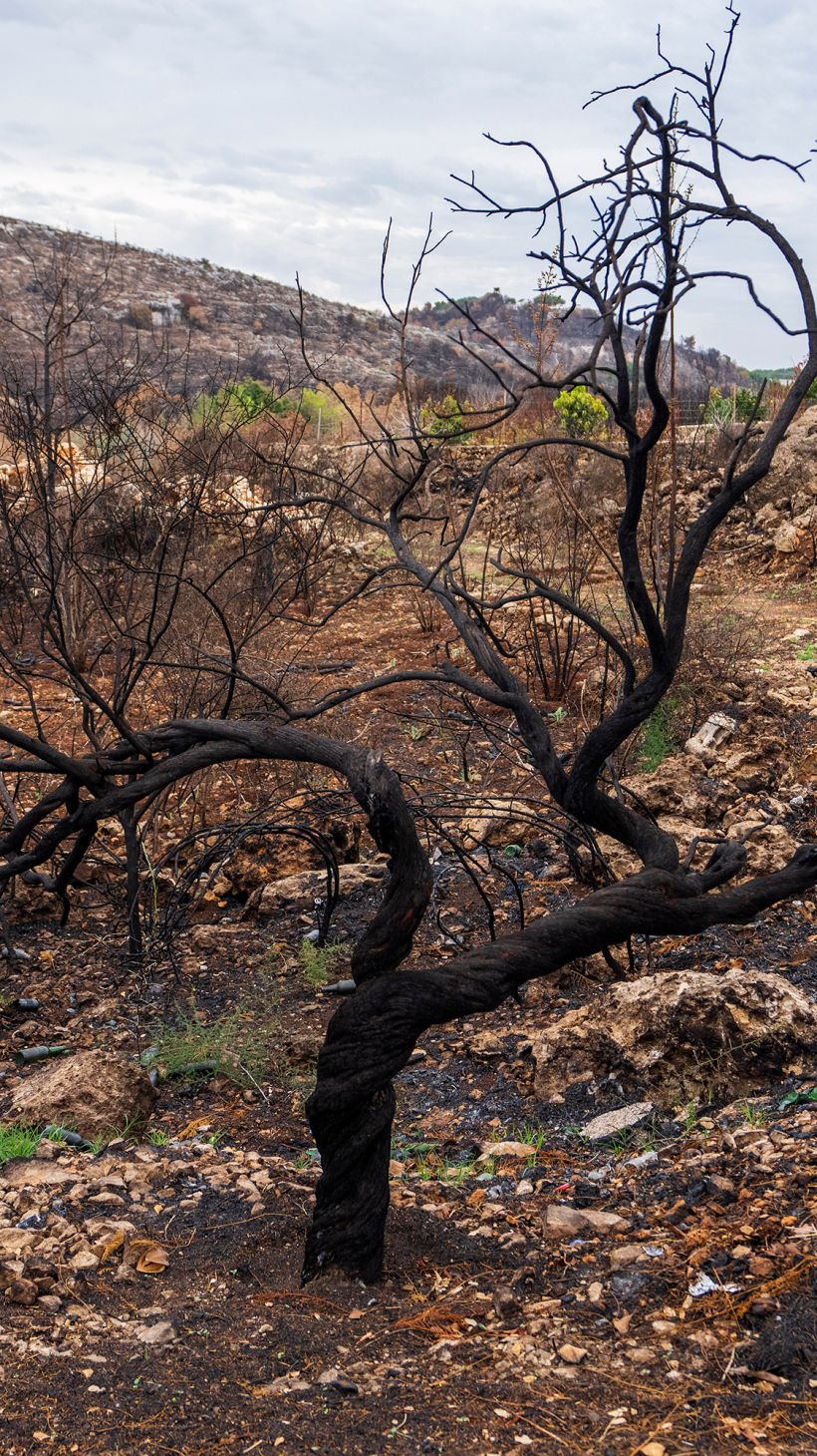 Burnt trees that local residents say were hit by white phosphorus shells from Israeli artillery are seen in Alma al-Shaab border village with Israel, south Lebanon.