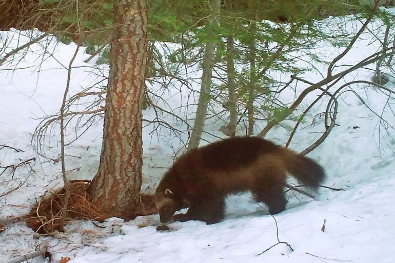 A wolverine roams in the forest