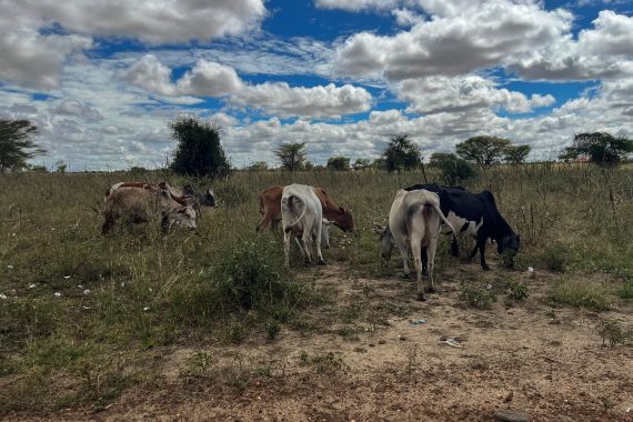 Cattle grazing in Kotido town, Karamoja, Uganda