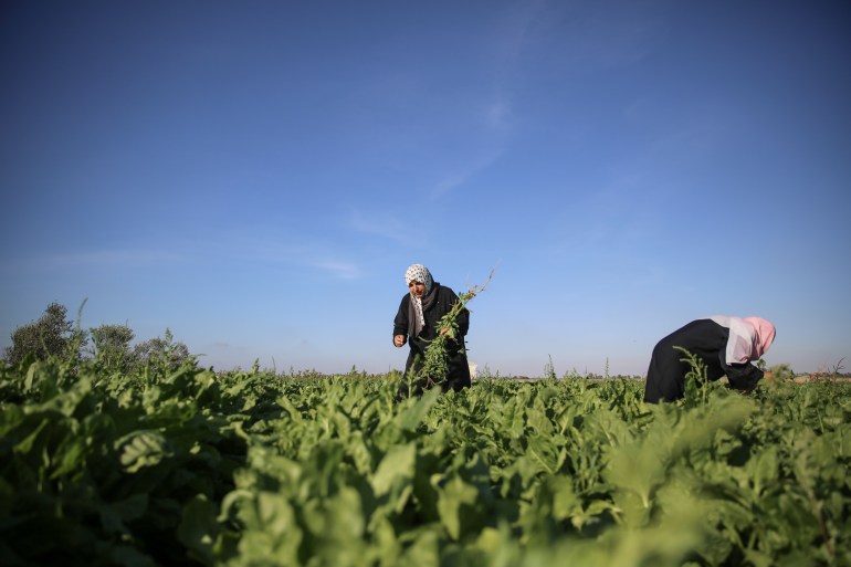 Nisreen Abu Daqqa cultivates her crops in the town of Khuza'a east of Khan Younis in the southern Gaza Strip 