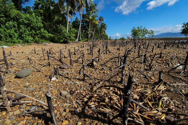 An exoanse of small mangrove plants in southern Leyte.
