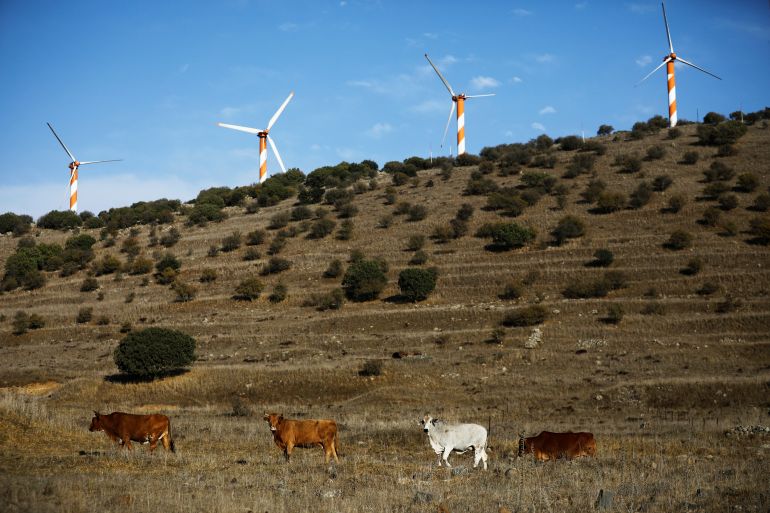 Cows stand in a field as power-generating wind turbines are seen in the background, in the Israeli-occupied Golan Heights, near the buffer zone between Israel and Syria October 23, 2017. Picture taken October 23, 2017. REUTERS/Amir Cohen