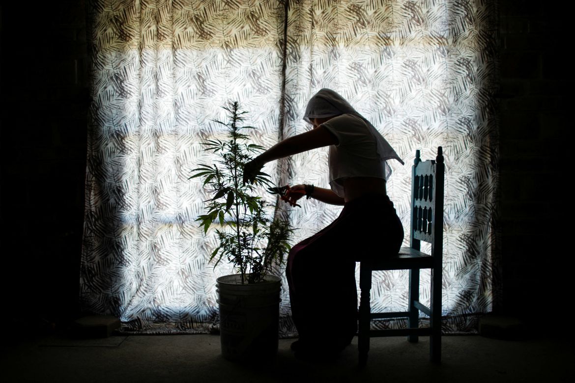 A member of Sisters of the Valley, a non-religious international group founded in 2014 which has pledged to spread the gospel of the healing powers of cannabis, Alehli Paz, 34, who is chemist and marijuana researcher, trims hemp at a house in the Sisters of the Valley's farm, on the outskirts of a village in central Mexico, September 2, 2023.