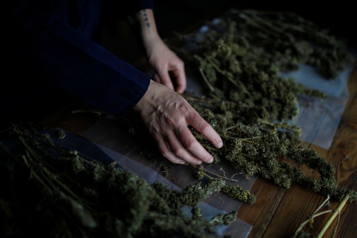 A member of Sisters of the Valley, a non-religious international group founded in 2014 which has pledged to spread the gospel of the healing powers of cannabis, who uses the moniker "Sister Kika" online and asked not to give her name for fear of reprisal, checks hemp that is drying at the Sisters of the Valley's farm on the outskirts of a village in central Mexico, September 2, 2023.