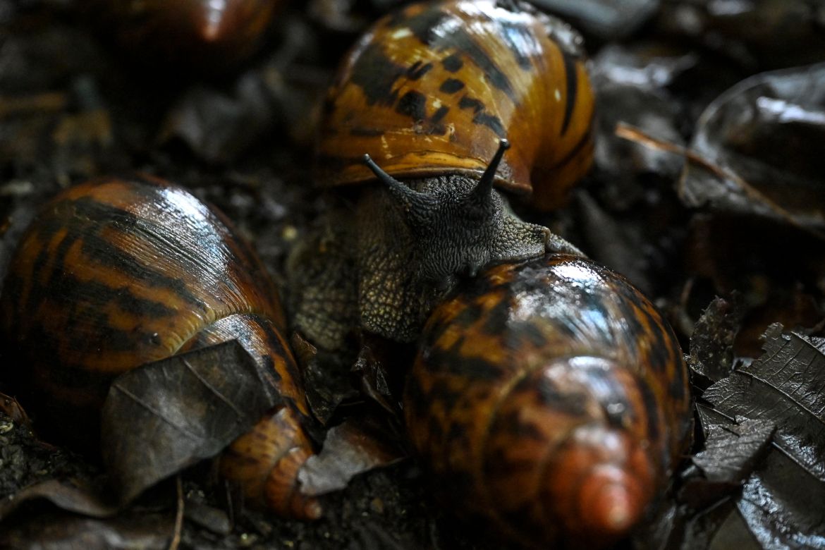 Snails are seen at a snail farm in Azaguie.