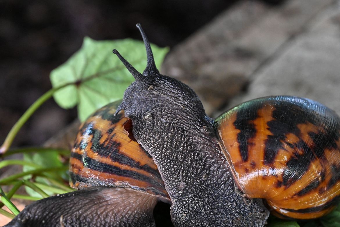Snails are seen at a snail farm in Azaguie.
