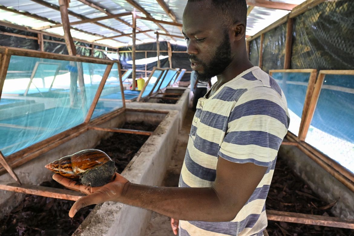 A farmer holds a snail at a snail farm in Azaguie.