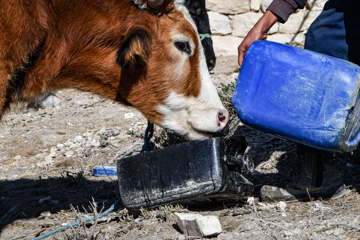A cow drinks water in a field in the remote village of Ouled Omar, 180 kilometres southwest of the Tunisian capital, on November 28, 2023, with the north African country grappling with its worst water scarcity in years as it enters its fourth year of drought.