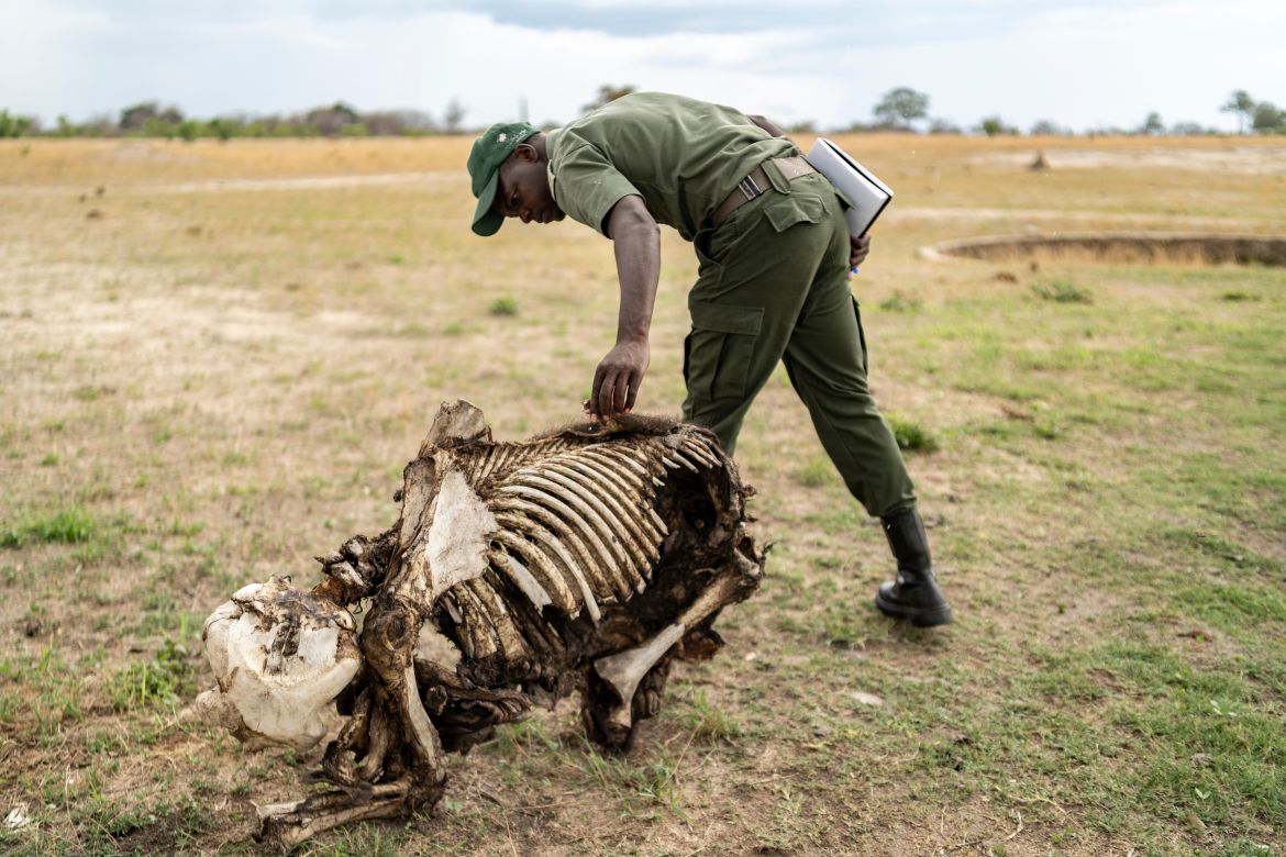 Game ranger Simba Marozva examines the carcass of baby elephant which died due to drought in Hwange National Park in Hwange, northern Zimbabwe on December 16, 2023.