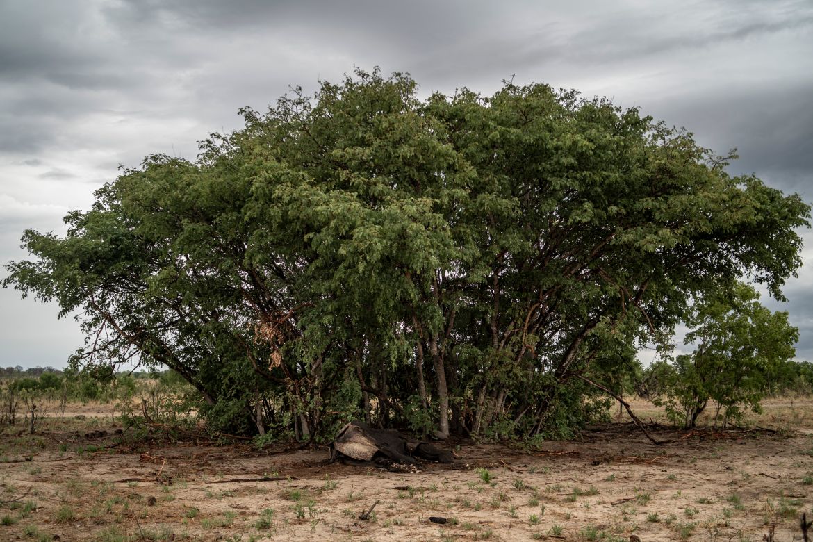 A decomposed elephant which died of drought lays next to trees in Hwange National Park in Hwange, northern Zimbabwe on December 16, 2023.