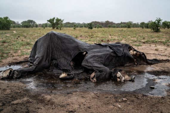 A general view of a decomposed elephant which died of drought in Hwange National Park in Hwange, northern Zimbabwe on December.