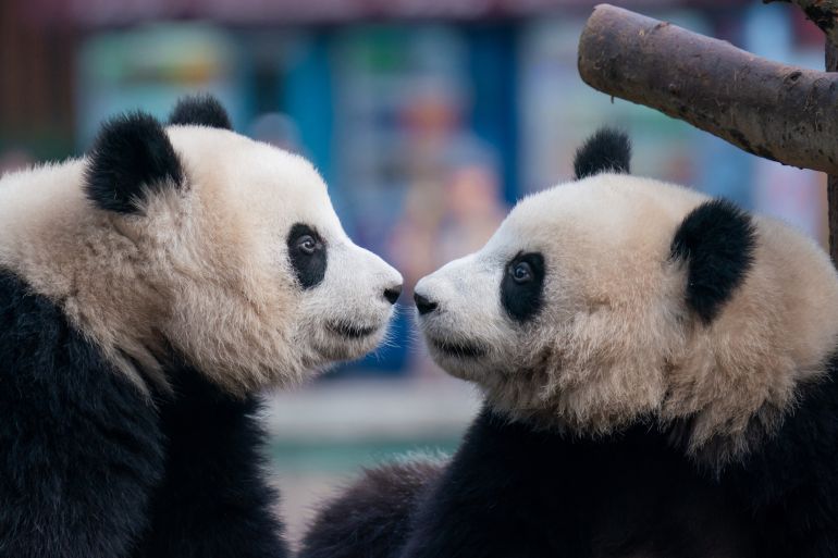 Two pandas nose to nose