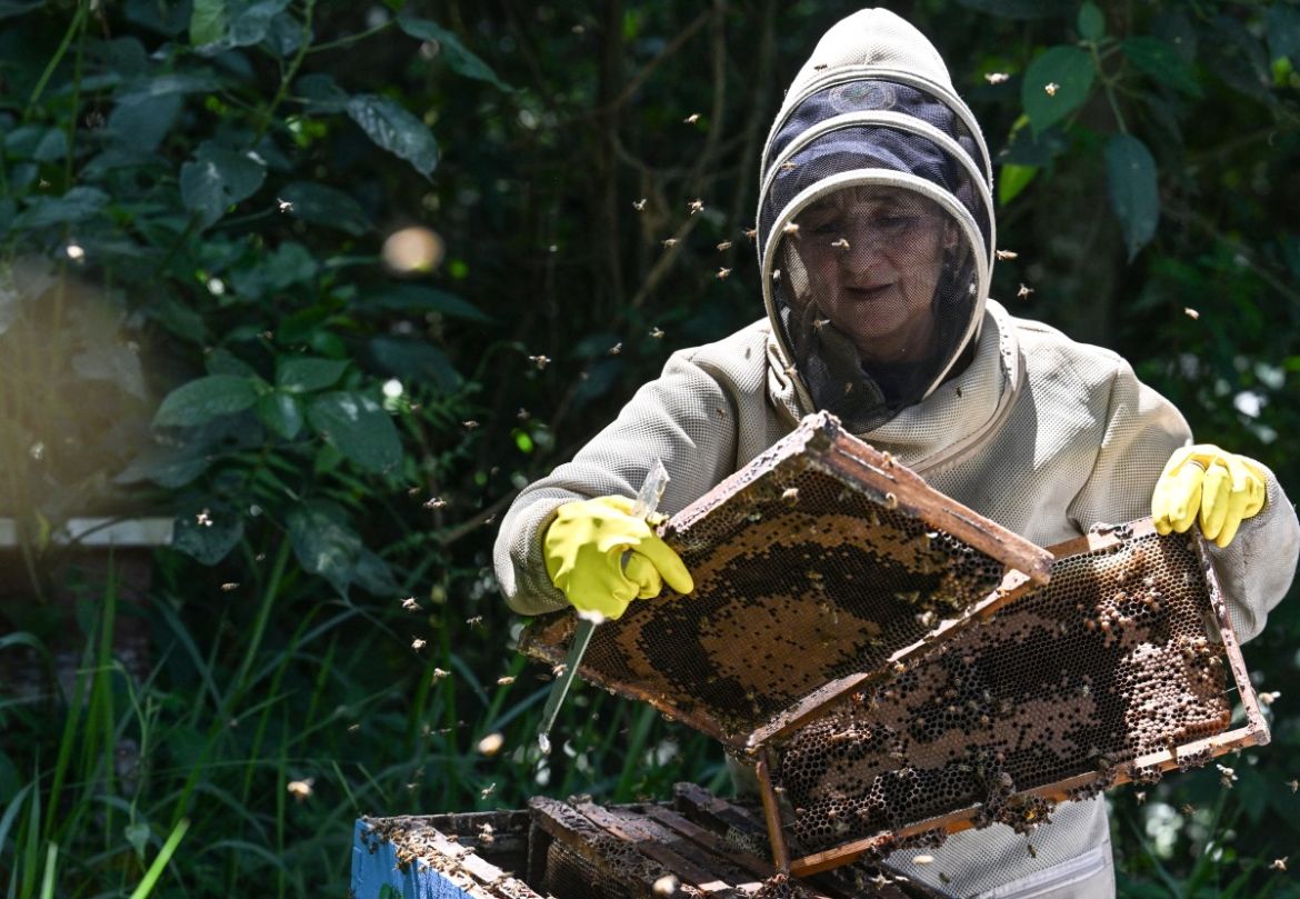 Beekeeper María Zoila Acevedo checks a beehive in the municipality of Socorro in Santader departament, Colombia, on December 3, 2023.