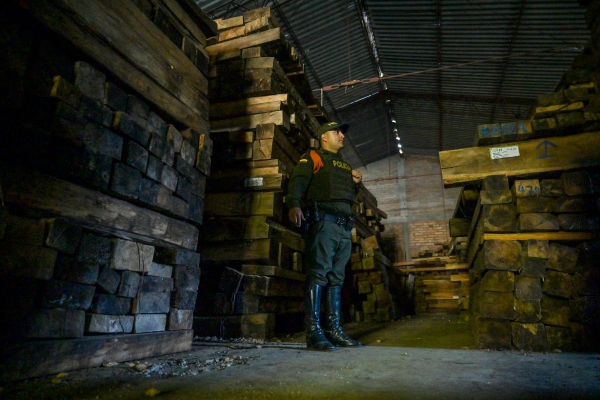 A police officer shows illegal timber at a warehouse in the municipality of Socorro, department of Santader, Colombia, on December 3, 2023.