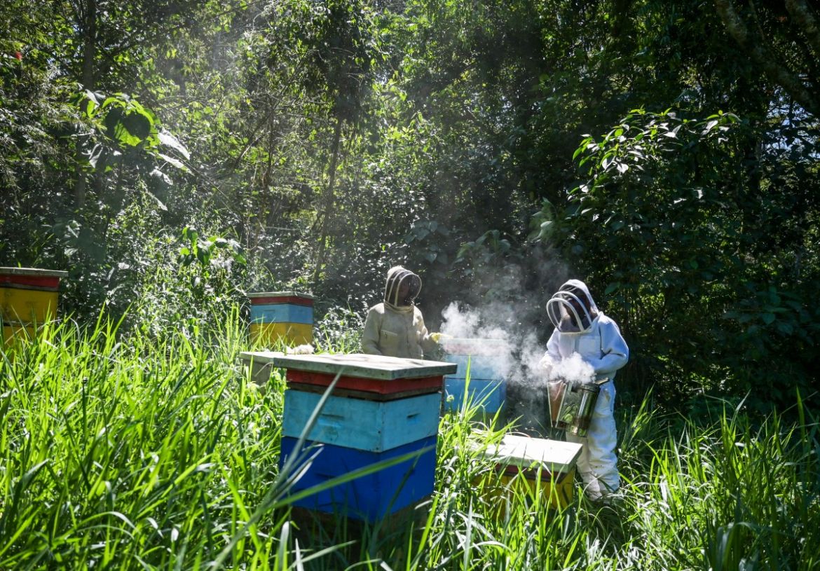 Beekeeper María Zoila Acevedo (L) and and biologist Germán Perilla (R) check a beehive in the municipality of Socorro in Santader departament, Colombia, on December 3, 2023.