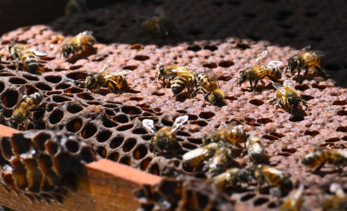 Bees work on honeycombs inside a beehive in the municipality of Socorro in Santader departament, Colombia, on December 3, 2023.