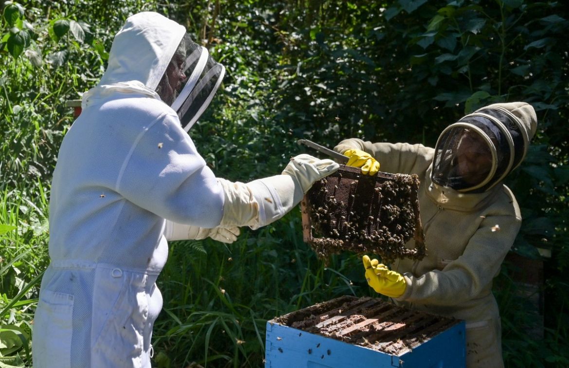 Beekeeper María Zoila Acevedo (R) and and biologist Germán Perilla check a beehive in the municipality of Socorro in Santader departament, Colombia, on December 3, 2023.