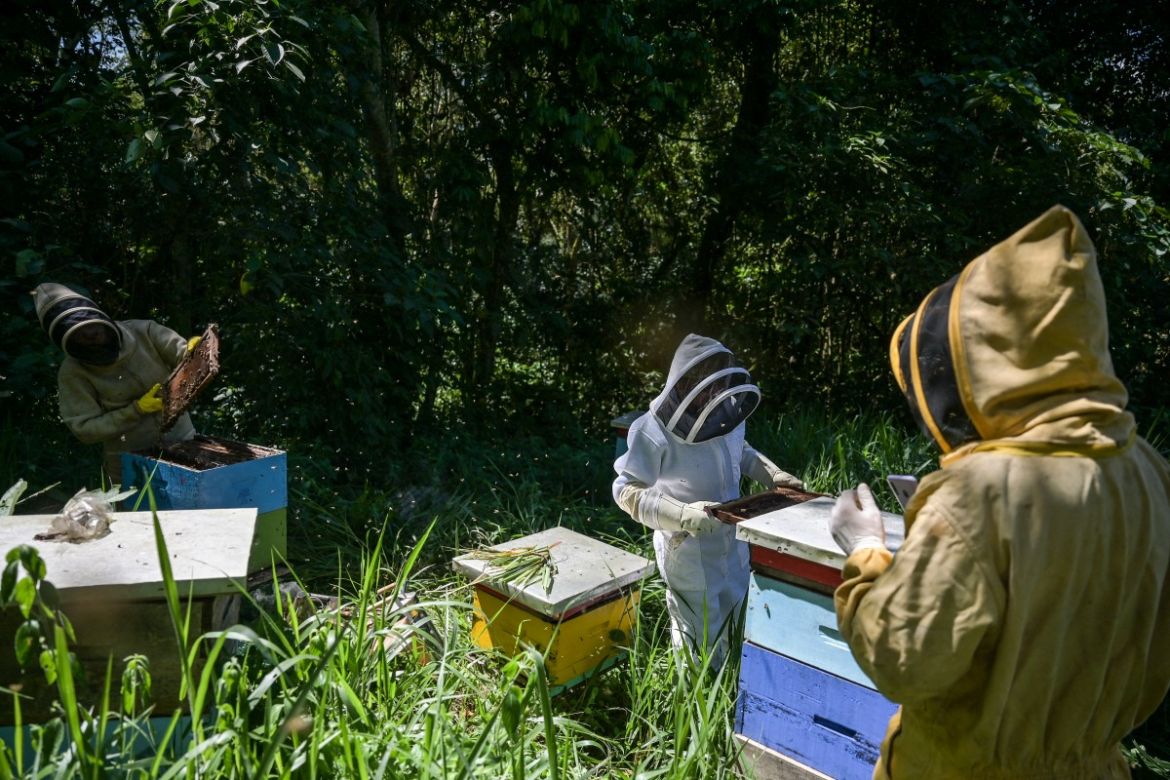 Beekeeper María Zoila Acevedo (L) and and biologist Germán Perilla (C) check a beehive in the municipality of Socorro in Santader departament, Colombia, on December 3, 2023.