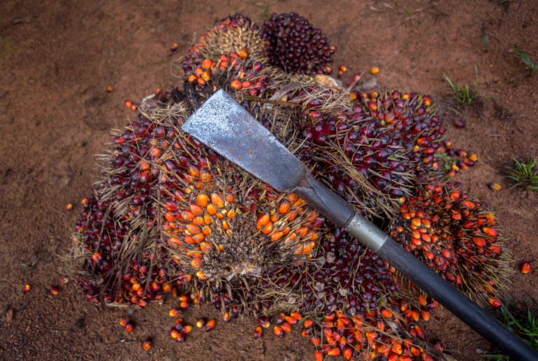 Palm oil production has been considered a key contributor to the effects of climate change