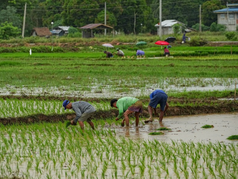 In this photo taken on August 25, 2023, farmers work on their ricefields in Cagayan province, Philippines.