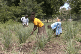 Refugees in Uganda are involved in a scheme to plant shrubs and trees to help local communities fight malaria and restore environments hit by climate change.