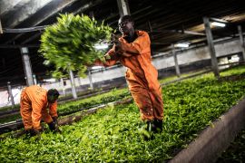 A Malawian tea factory worker offloads harvested tea leaves at the Makandi Tea Estate factory in Thyolo, southern Malawi [File: Gianluigi Guercia/AFP]