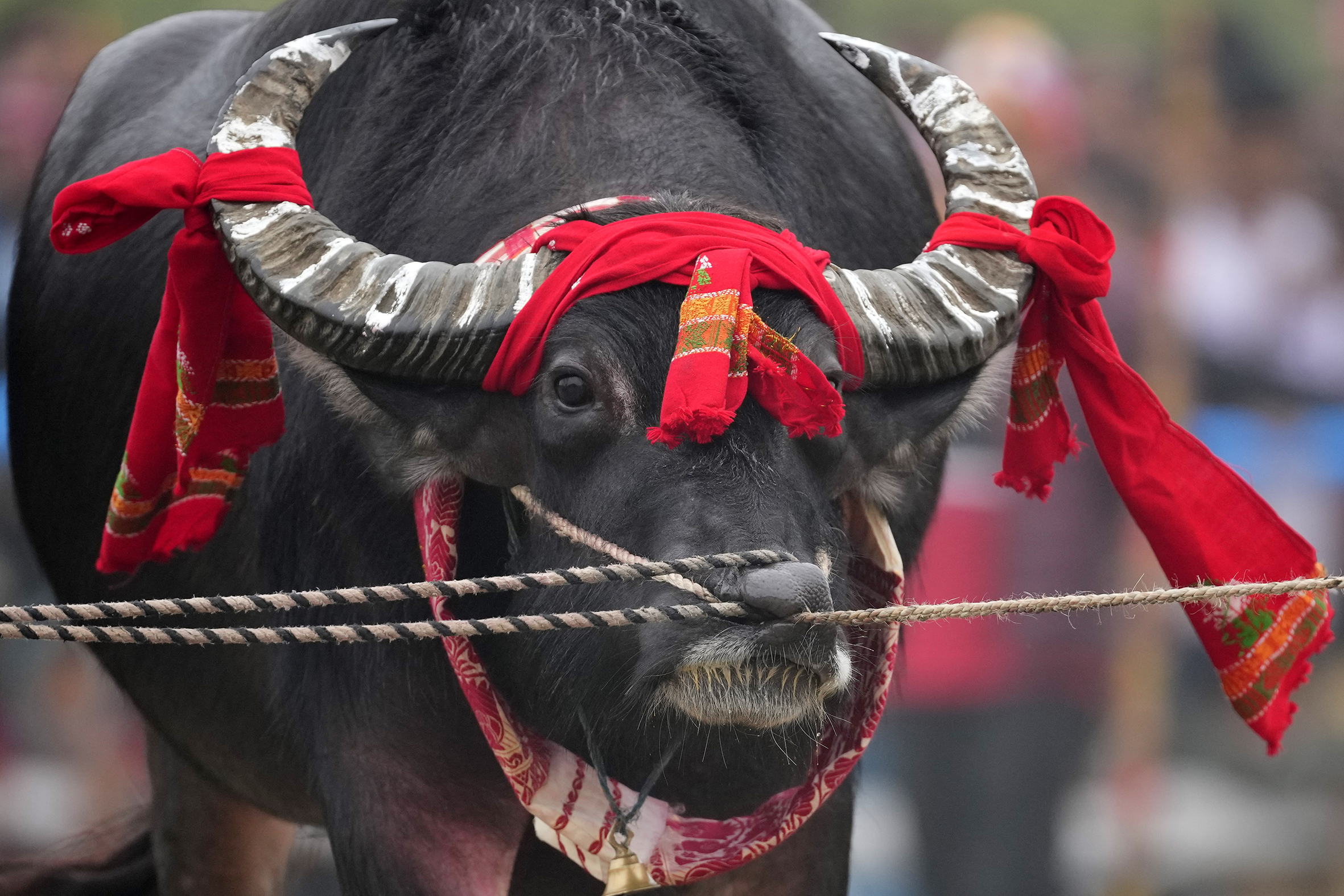 A buffalo is held by ropes passing through its nose as it waits for a buffalo fight