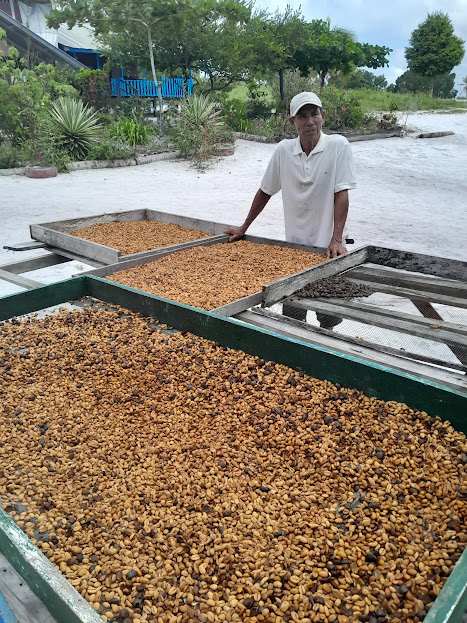 Lloyd Perriera stands in front of industrial-sized trays of liberica coffee beans.
