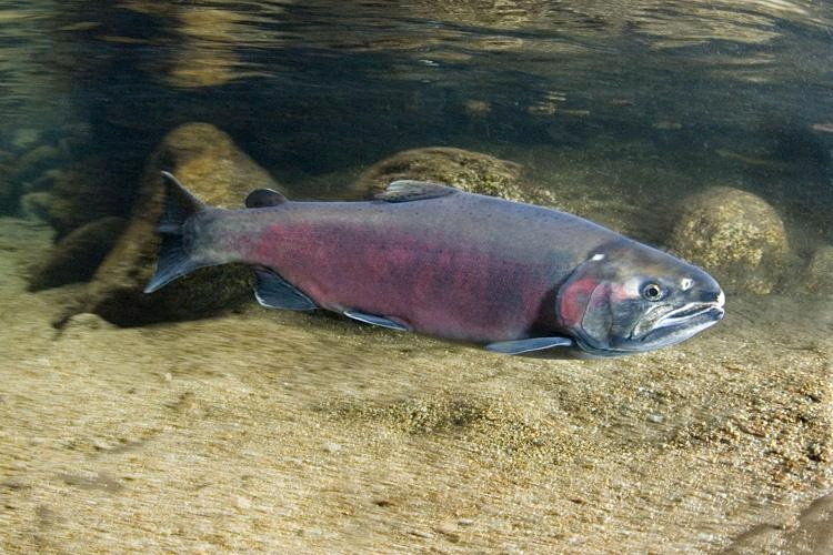A Coho salmon swims above a sandy riverbed.