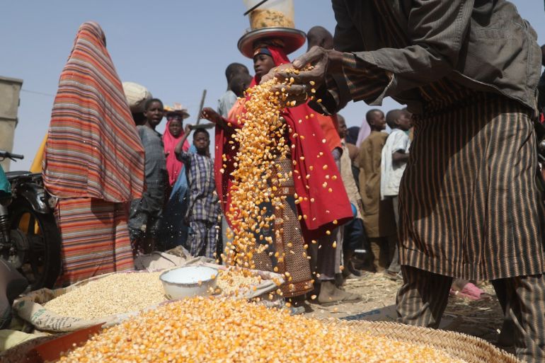 Maize is displayed by a trader at the market in Jibia