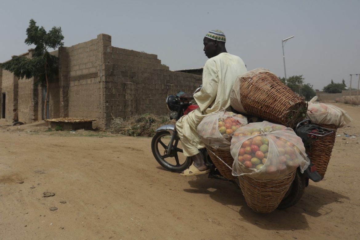 A farmer uses a motorcycle to transport tomatoes harvested from his farm in Jibia