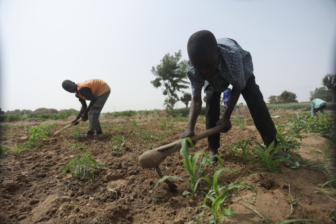 Farmers are seen at work at a farm in Jibia