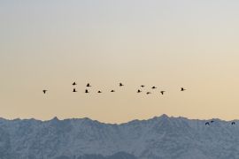 Birds flying in sky, mountains in the backdrop