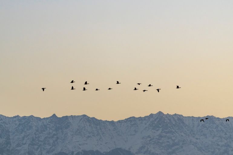 Birds flying in sky, mountains in the backdrop