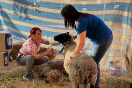 Veterinarians and volunteers collaborate to treat to animals that survived Chile&#039;s deadly wildfires in early February [Charis McGowan/Al Jazeera]