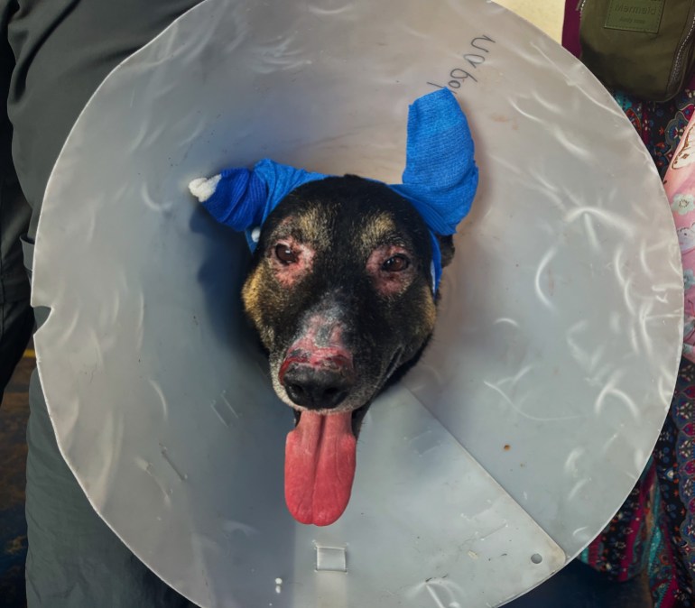 A dog with bandaged ears, red-rimmed eyes and a protective cone around its neck looks at the camera with its tongue out.