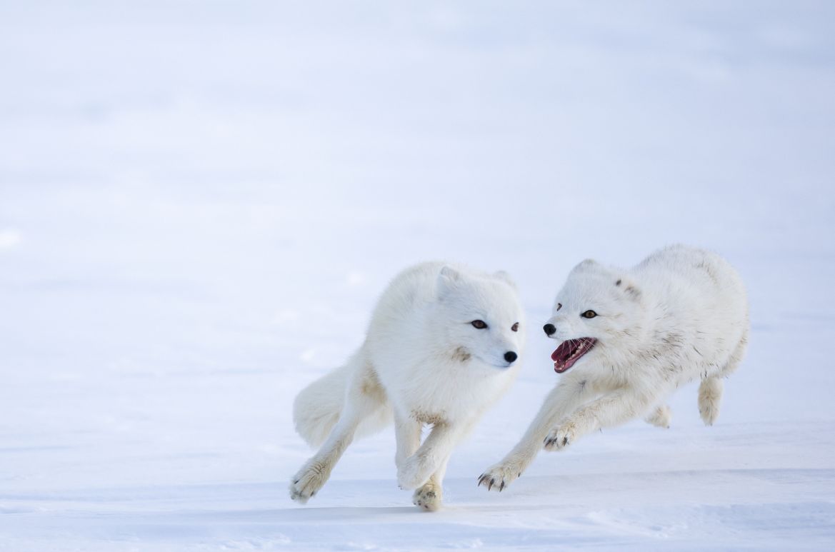 A female and a male white Arctic fox play after mating inside their enclosure, at the Arctic Fox Captive Breeding Station run by Norwegian Institute for Nature Research (NINA) near Oppdal, Norway, March 23