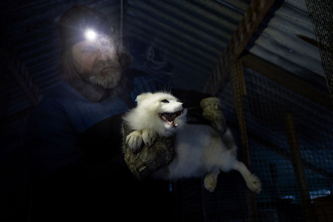 Toralf Mjoen lifts a white Arctic fox into a wooden transport box for its approximately 500 kilometres trip south where it will be released into the wild in Oppdal, Norway February 7