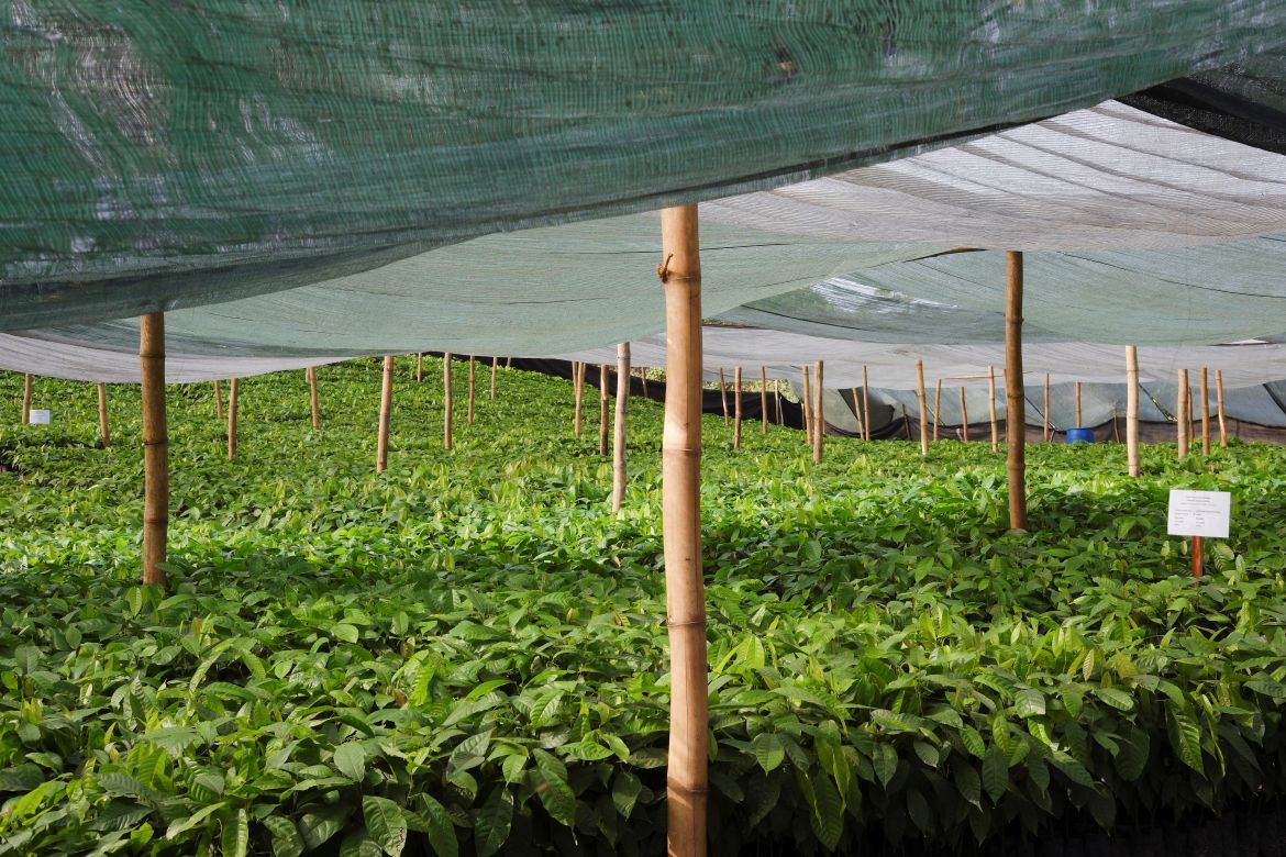 A view of a nursery, where hybrid cocoa seedlings are grown, in the Samreboi community in the Western Region, Ghana, February 26