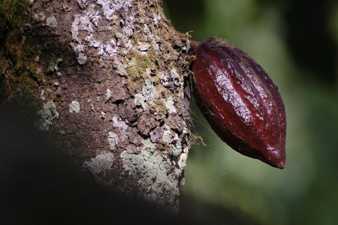 A cocoa pod grows on a farm in Osino in the Eastern Region, Ghana, February 27