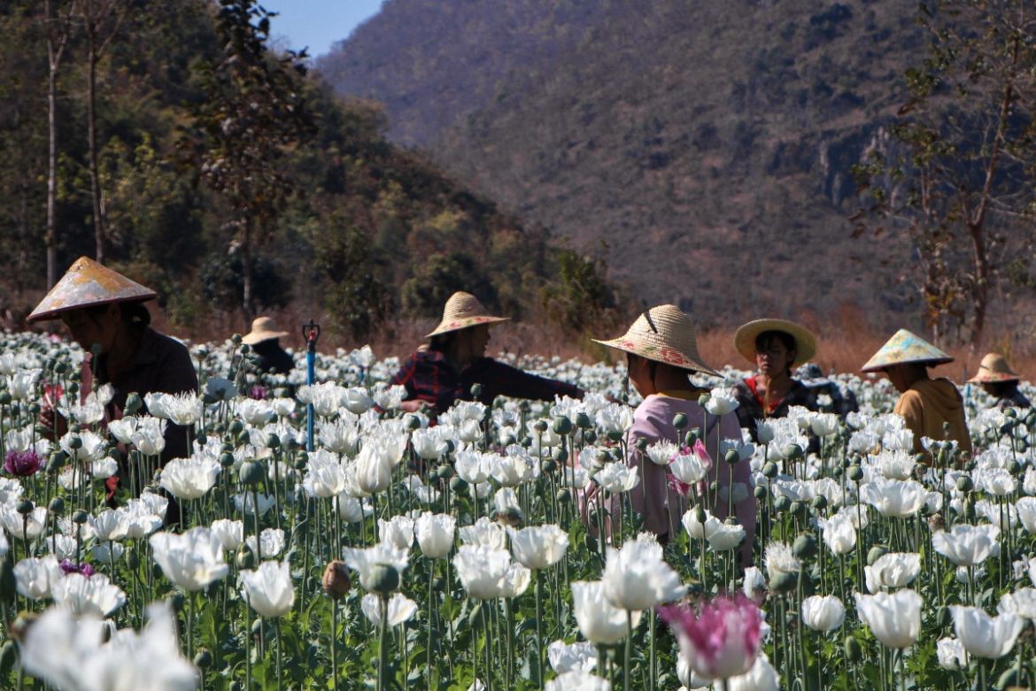 People working in the illegal poppy fields