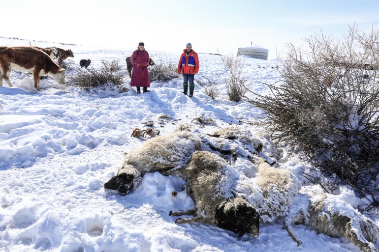 people walk near animal bodies buried in snow