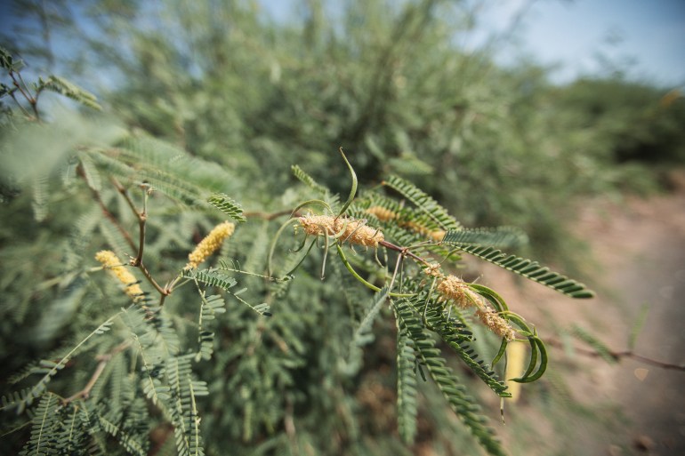 The honey mesquite shrub (Prosopis glandulosa, native to Mexico and the Southwestern US) was introduced to the Northern Cape, as well as neighbouring Namibia and Botswana, in the late 1800s. Its sweet seedpods were – correctly – viewed as excellent fodder for sheep and goats in the drought-stricken region. 
