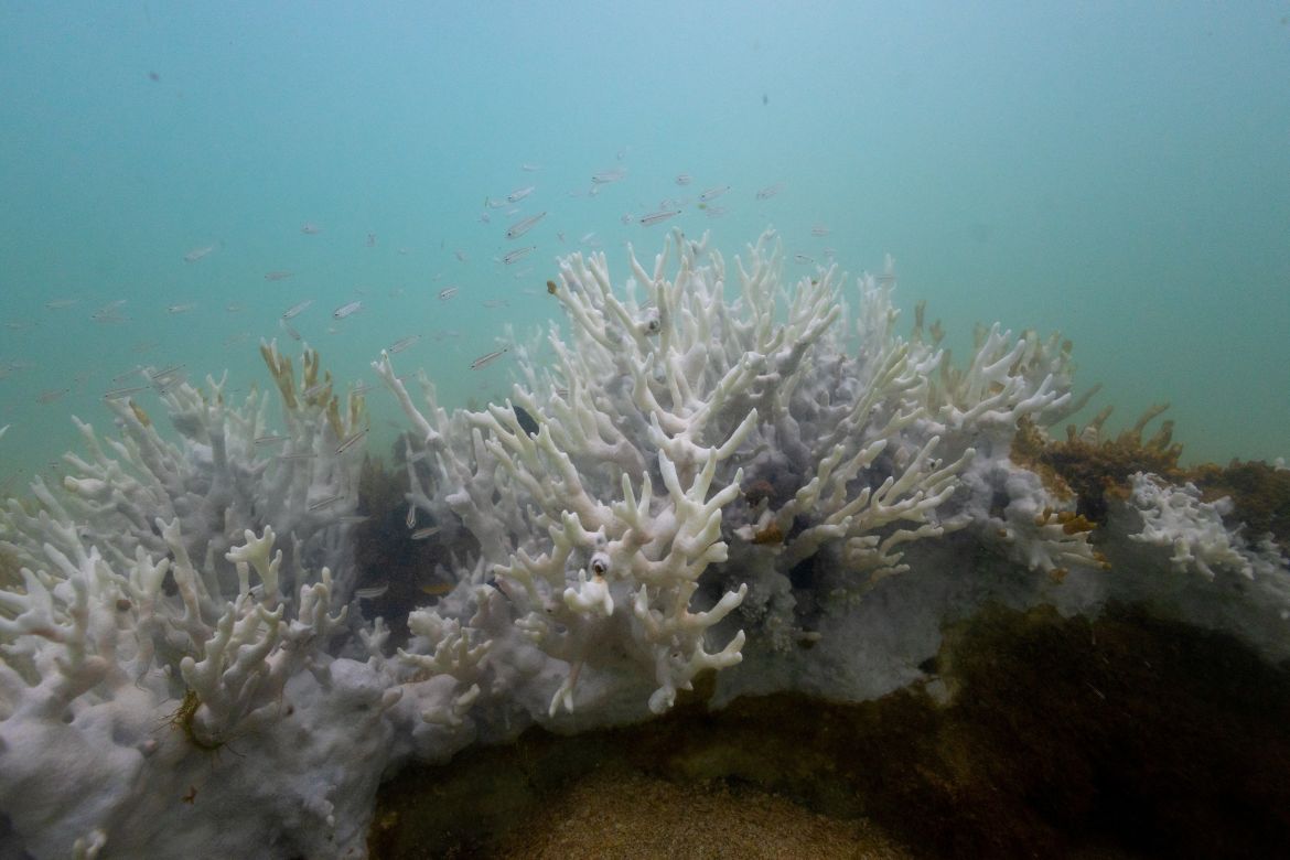 Bleached coral is seen in a reef at the Costa dos Corais in Japaratinga in the state of Alagoas, Brazil April 16