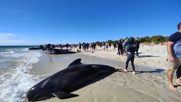 People walk near whales stranded on a beach at Toby's Inlet, Dunsborough, Australia.