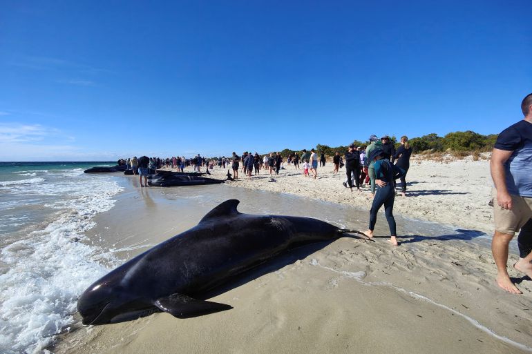 Australia stranded whales