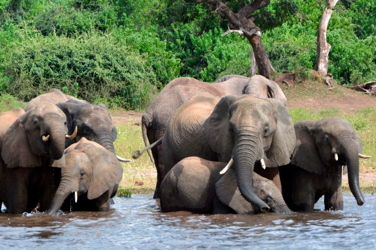 Elephants drink water from a river in Chobe National Park